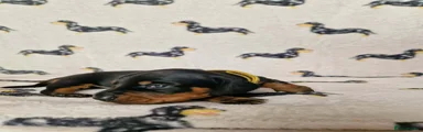 Miniature Dachshund 1 (Yellow collar)