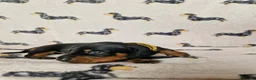 Miniature Dachshund dogs for sale: Beautiful home-reared Miniature Dachshund Puppies - Advert 17
