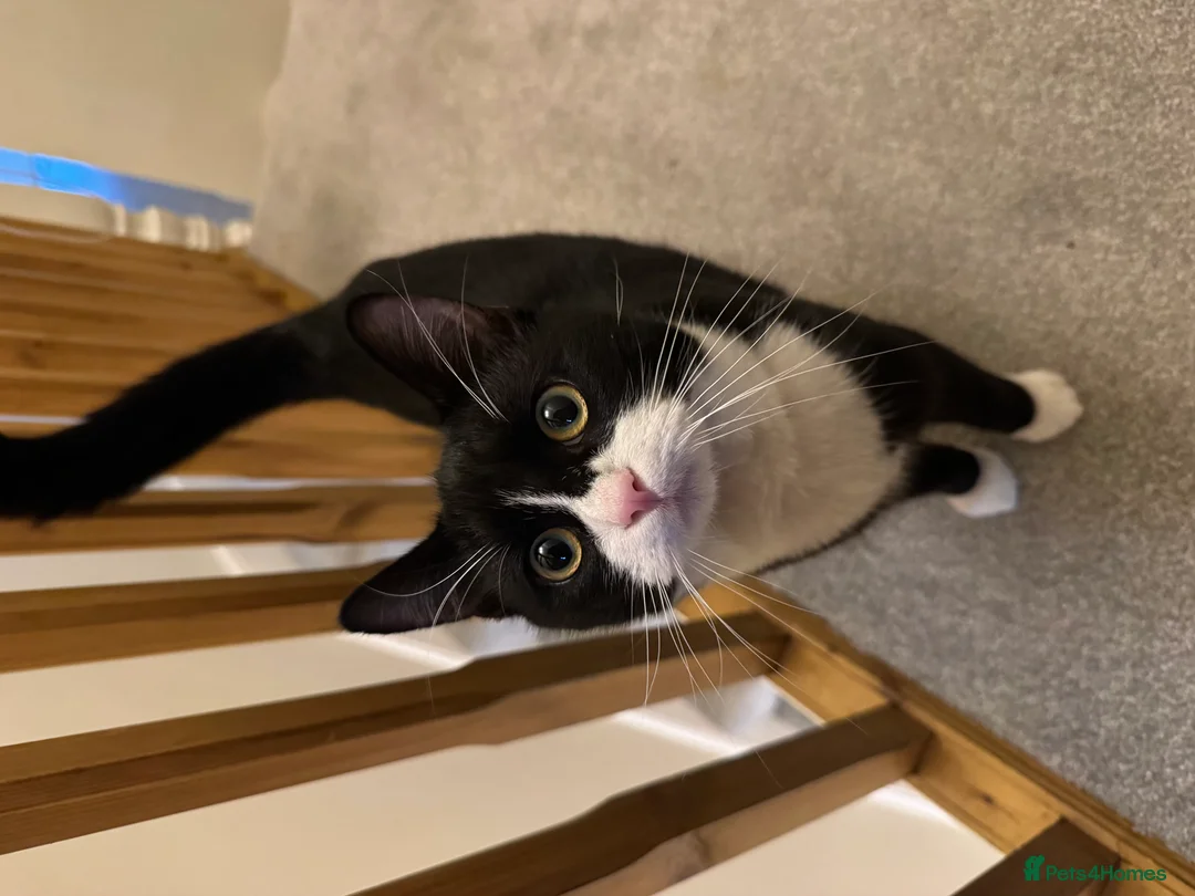 British Shorthair cats for sale: Kovu  - Advert 1