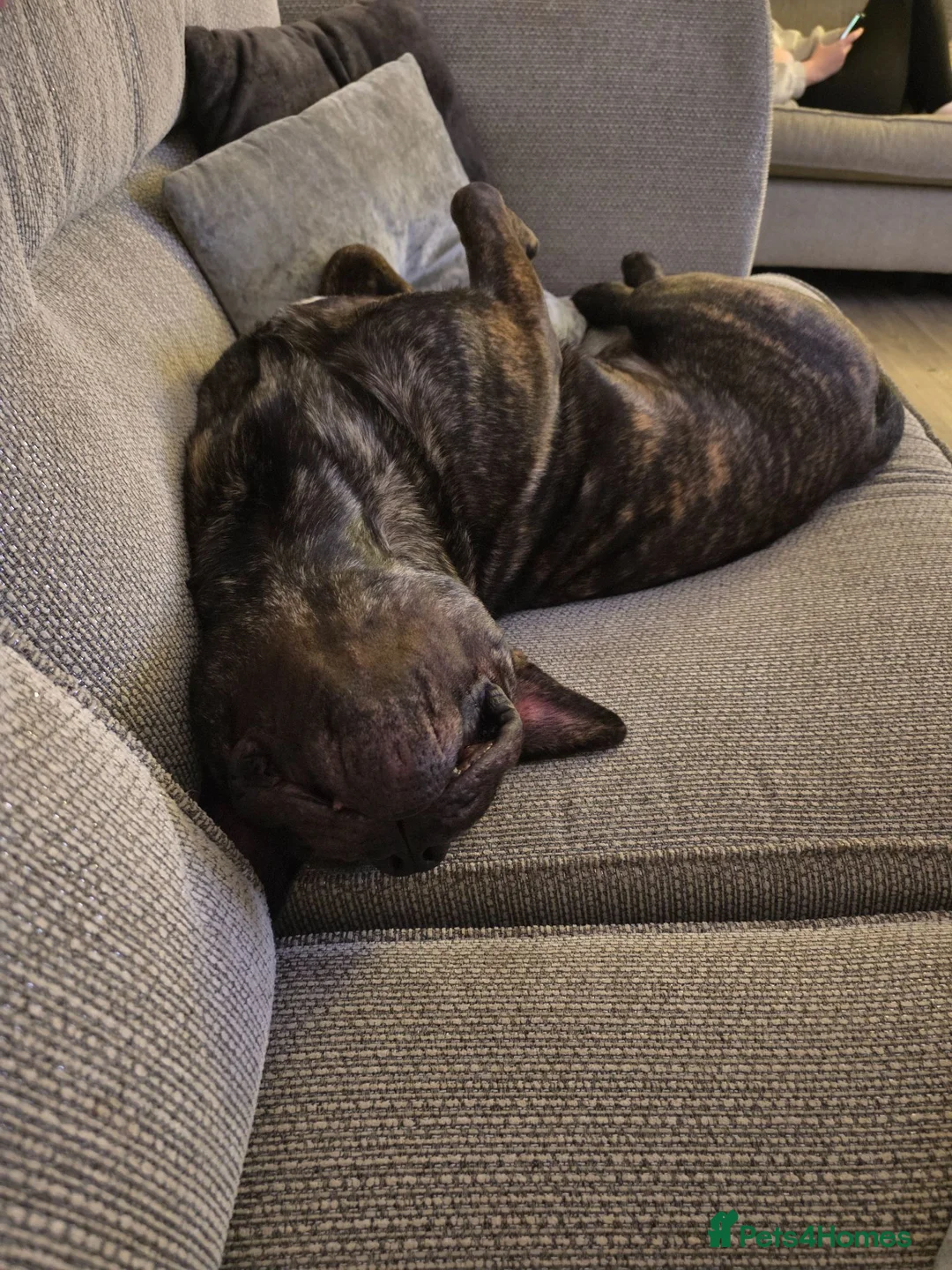 Mixed Breed dogs for sale: 1 year old Kylo - Advert 2