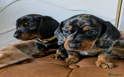 Miniature Dachshund dogs for sale: GORGEOUS MINIATURE DACHSHUND PUPPIES - Image 7