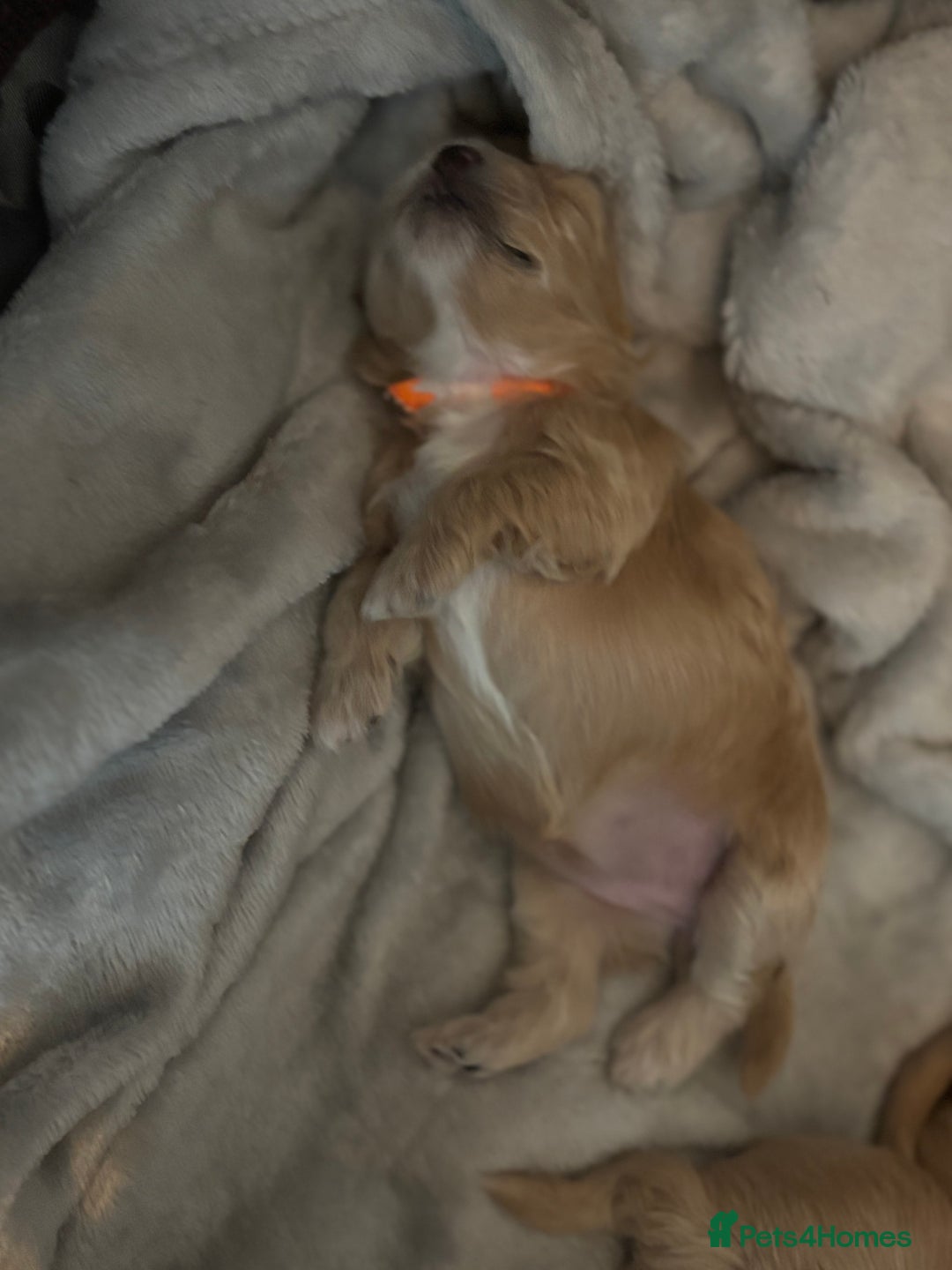 Maltipoo dogs for sale: F1 maltipoo puppies  - Image 6