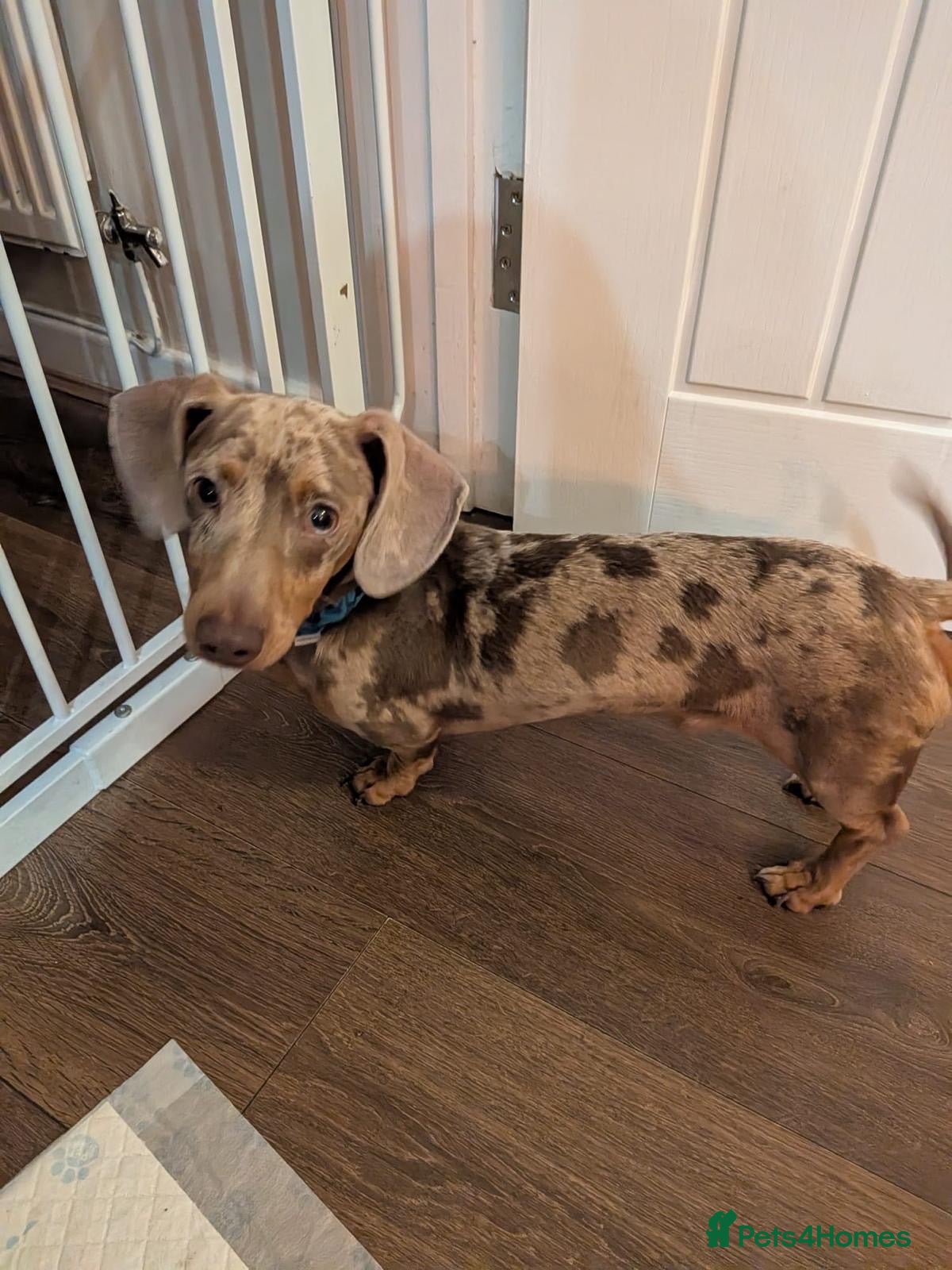 Mixed Breed dogs 💙🐶 MONTY – TINY BODY, HUGE PERSONALITY - Advert 1