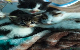 Mixed Breed cats for sale: Four lovely fluffy kittens  - Image 33