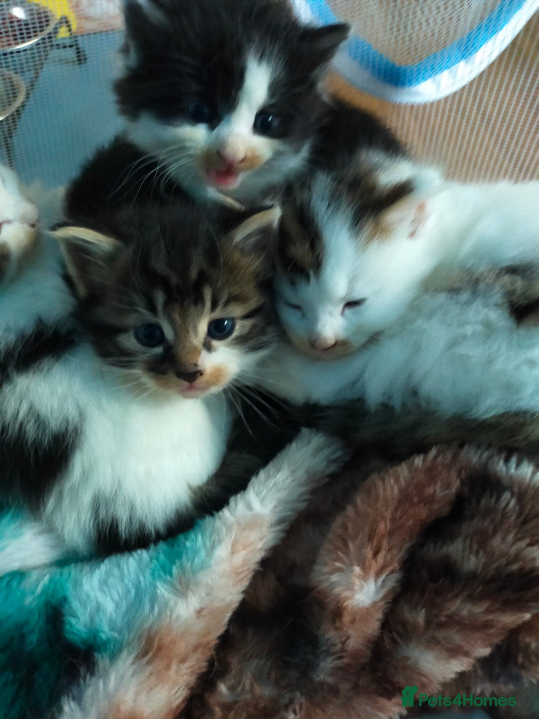 Mixed Breed cats for sale: Four lovely fluffy kittens  - Image 33
