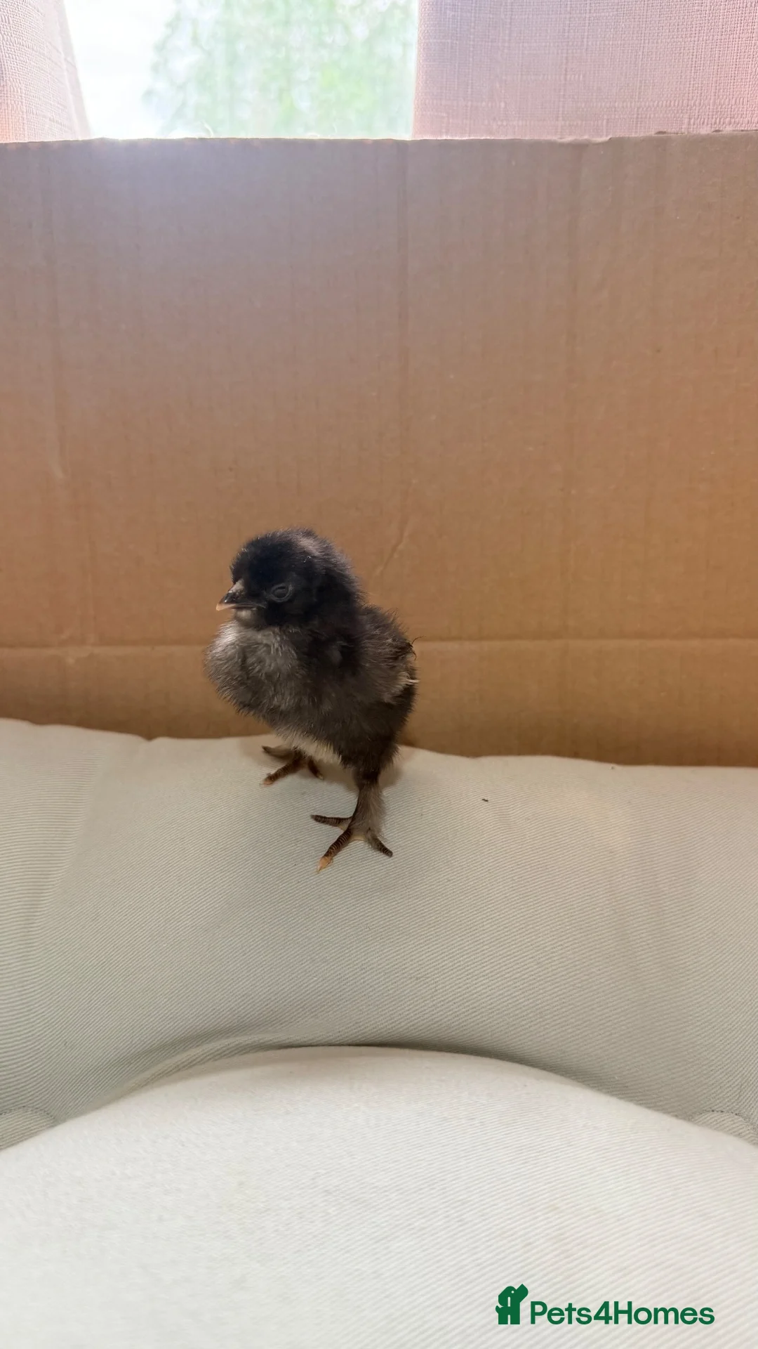 Mixed Breed poultry for sale: Adorable Silkie , Serama & Pekin Chicks - Advert 1