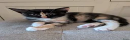 Mixed Breed cats for sale: Three beautiful kittens ready for their new homes - Advert 2
