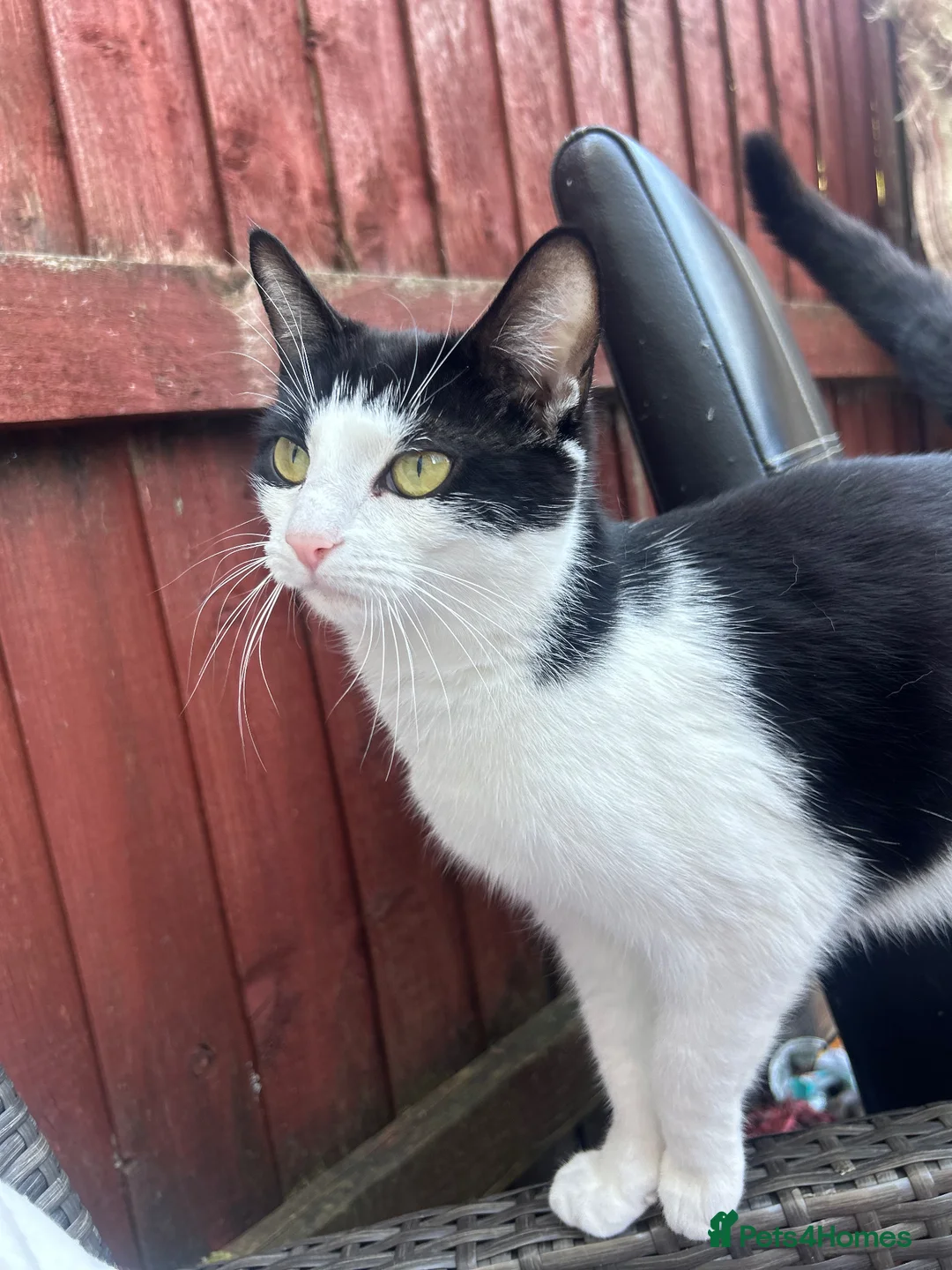 Mixed Breed cats for sale: Male kitten  - Advert 1
