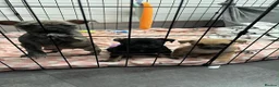 Mixed Breed dogs for sale: Bridle Staffy cross Jack russell puppy  - Advert 3