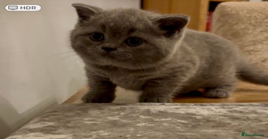 British Shorthair cats GCCF reg. BSH male and Blue cream girl  - Advert 14