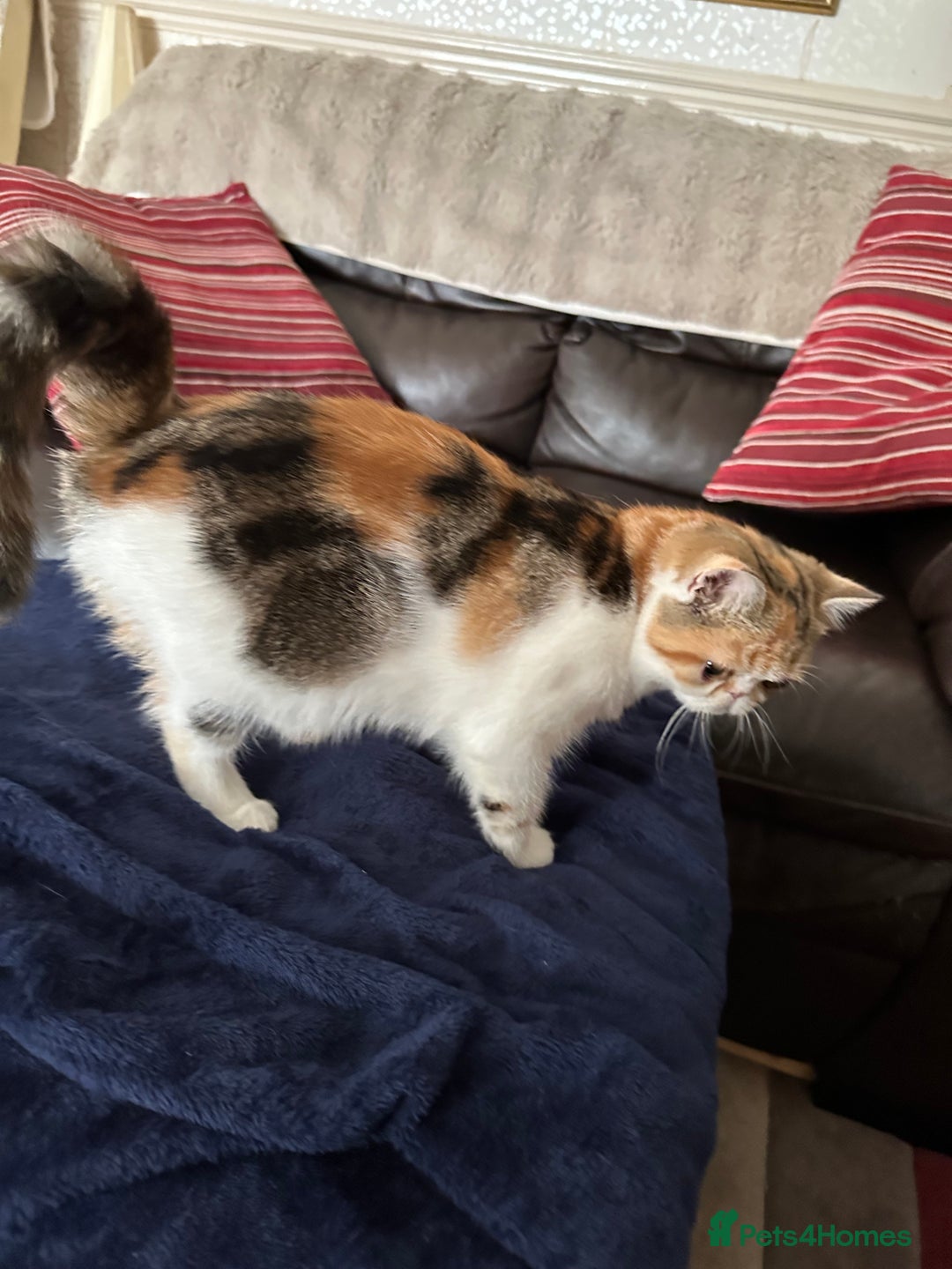 Exotic cats for sale: Paloma is an exotic with a longer nose - Image 4