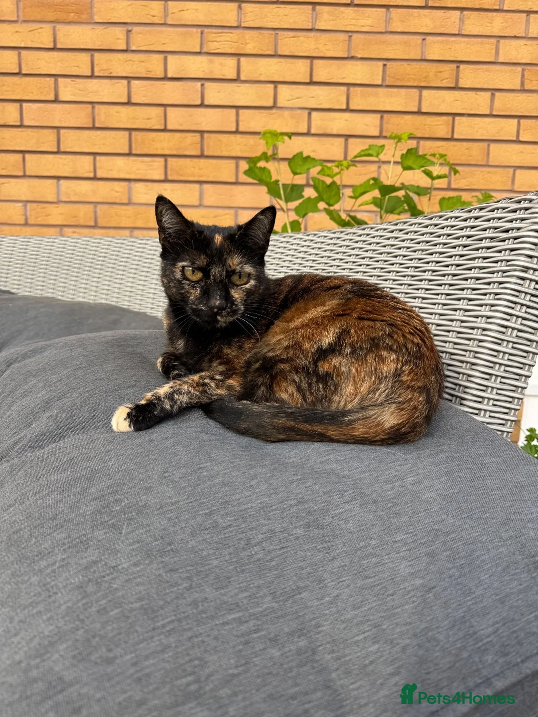 Domestic Shorthair cats for sale: Sweet Female Looking for a Quiet, Peaceful Home - Advert 2