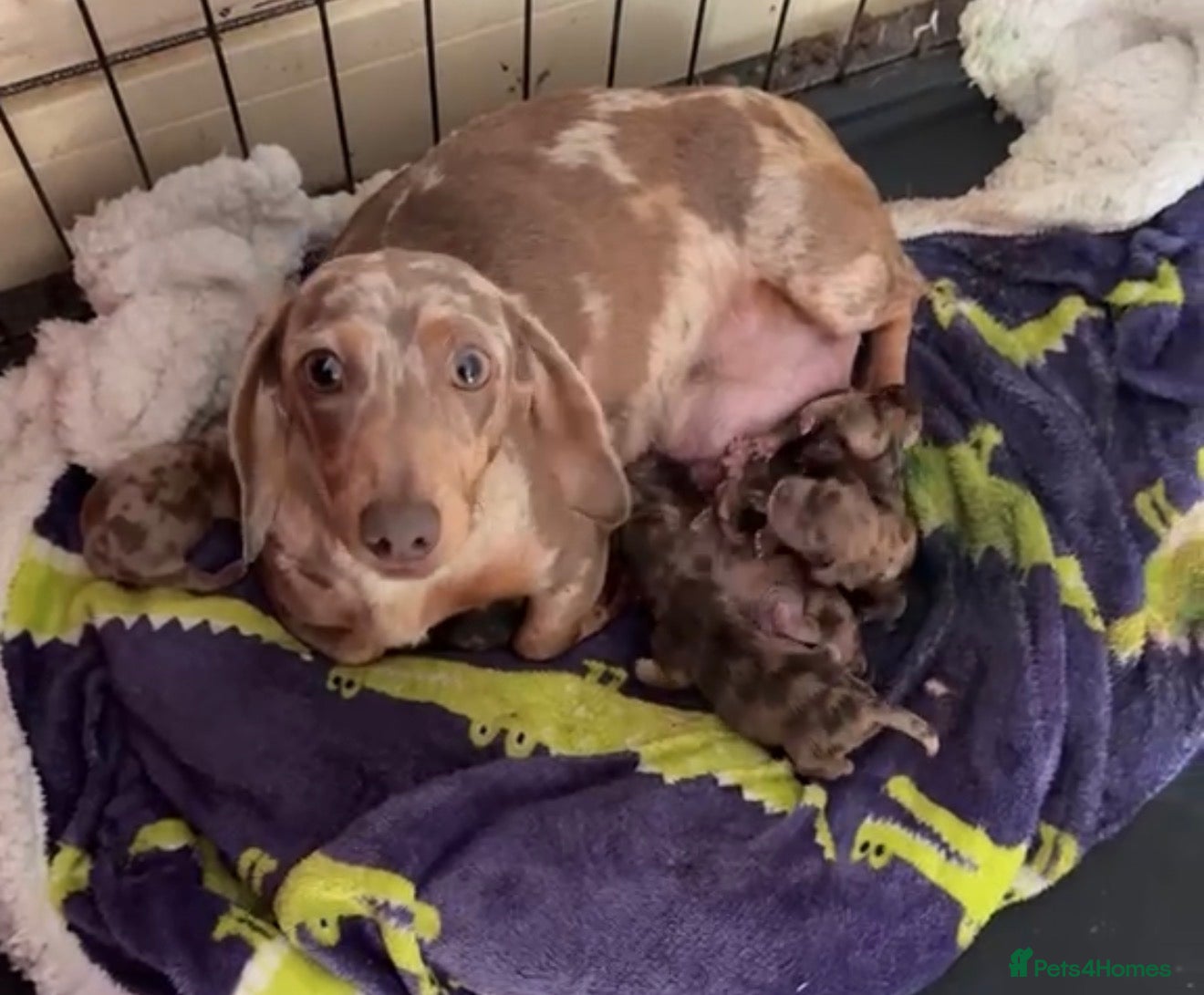 Mixed Breed dogs Adorable Schweenies puppy’s  - Advert 2
