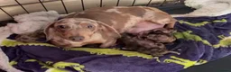 Mixed Breed dogs for sale: Adorable Schweenies puppy’s  - Advert 2