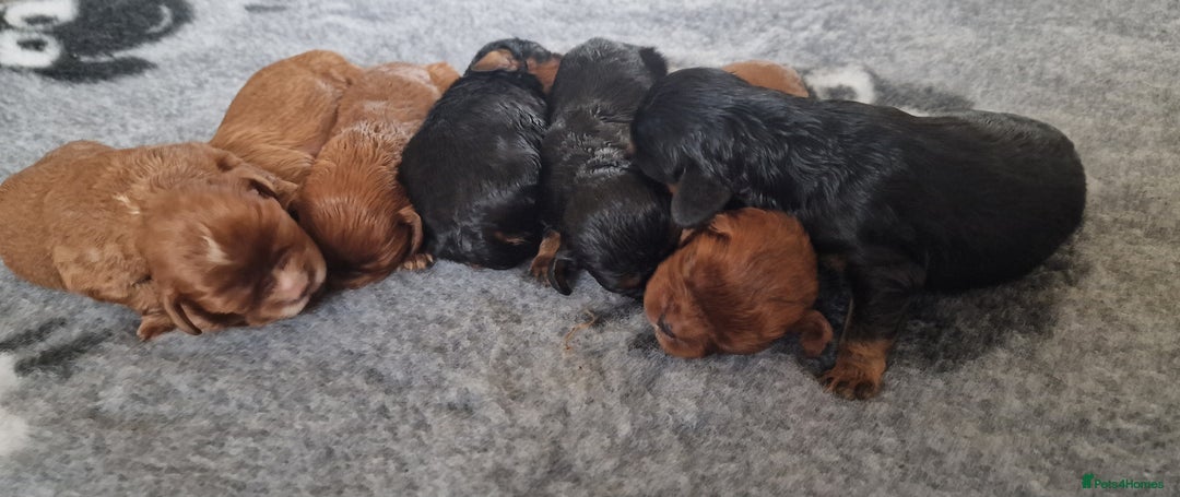 Cavalier King Charles Spaniel dogs for sale: Cavalier King Charles Spaniel puppies - Image 6