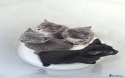 Mixed Breed cats for sale: La Perm X Kittens. - Image 4