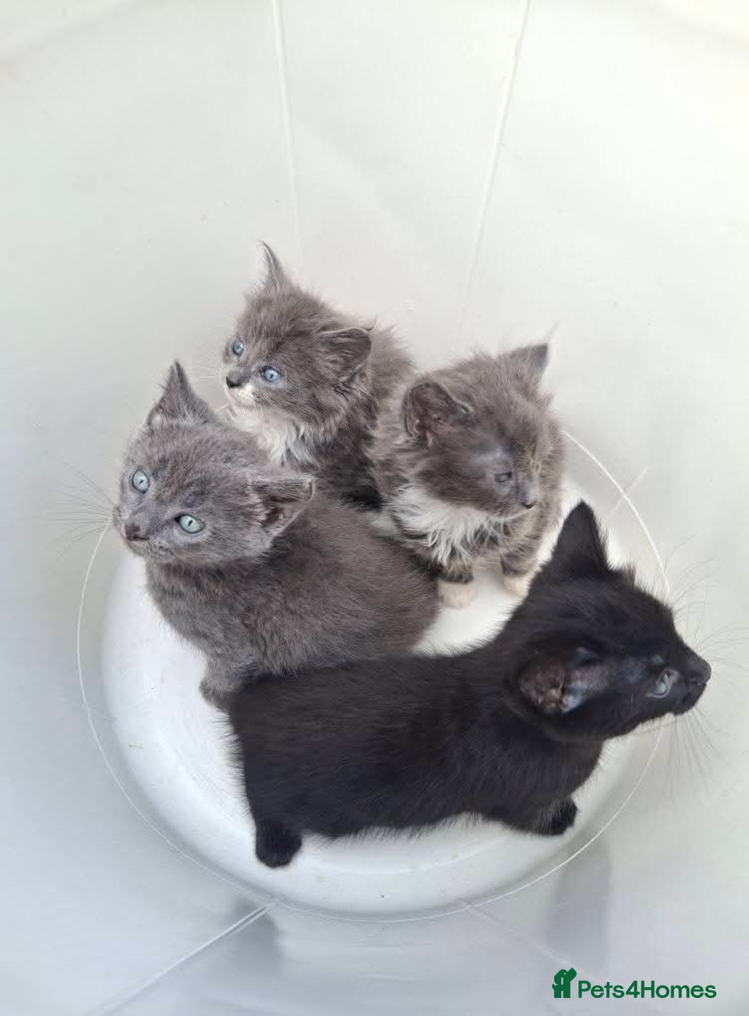 Mixed Breed cats for sale: La Perm X Kittens. - Image 4