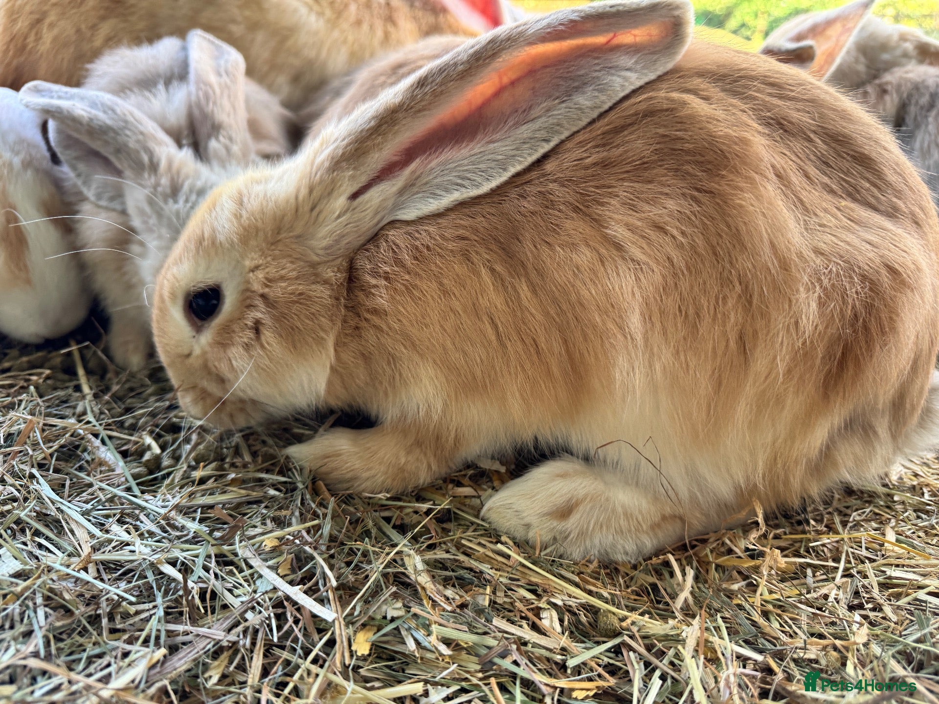 Continental Giant rabbits for sale: Middleton Meadows Giant continental Yellow Buck - Advert 2