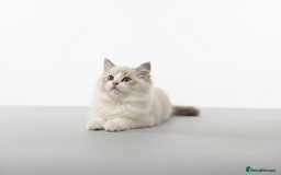 Ragdoll cats for sale: GCCF Champion Line ragdolls kitten  - Advert 4