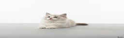 Ragdoll cats for sale: Last GCCF Champion Line ragdolls kitten  - Advert 4