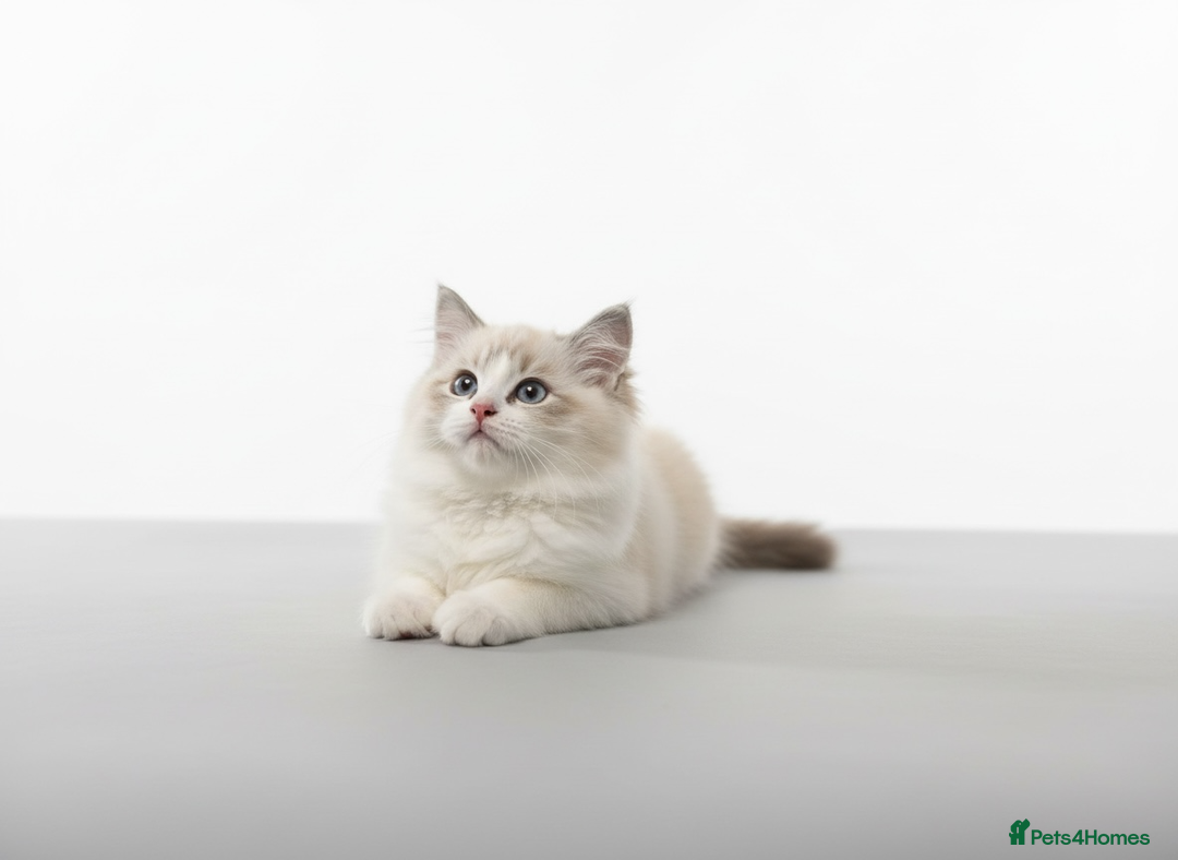 Ragdoll cats for sale: GCCF Champion Line ragdolls kitten  - Advert 4