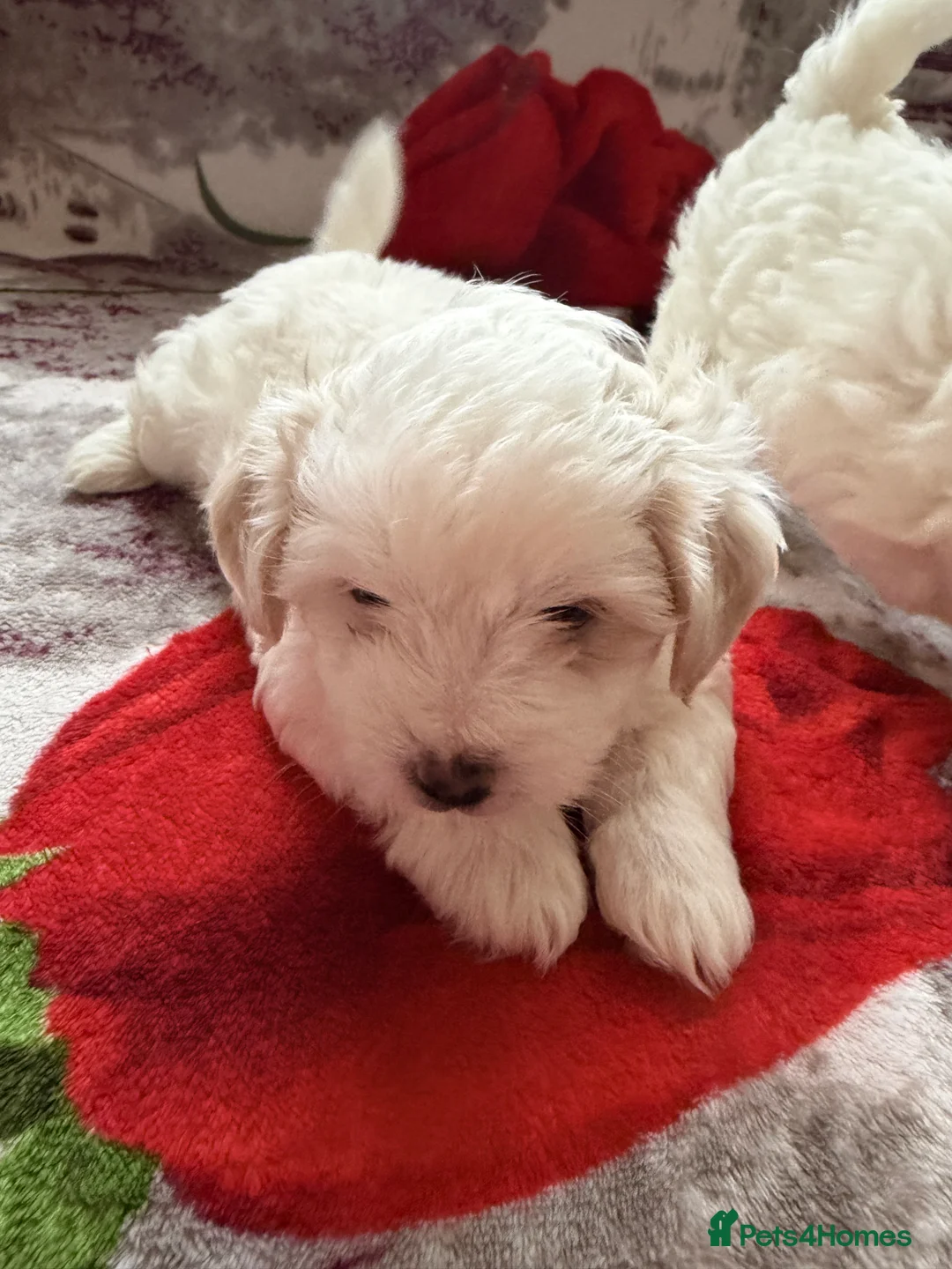 Bichon Frise dogs for sale: The Pedigree Club Bichon Frise Puppie - Advert 11