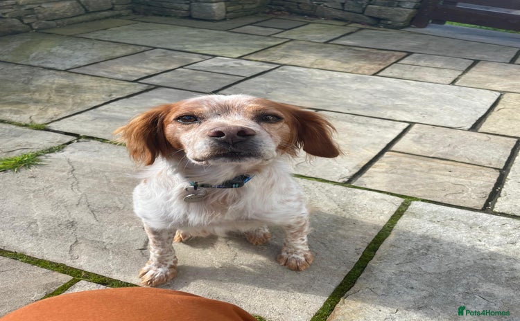 Brittany Spaniel dogs - Advert 1