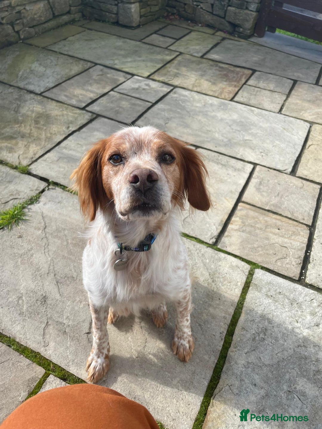Brittany Spaniel dogs for adoption: Cronos a wonderful Brittany - Image 1