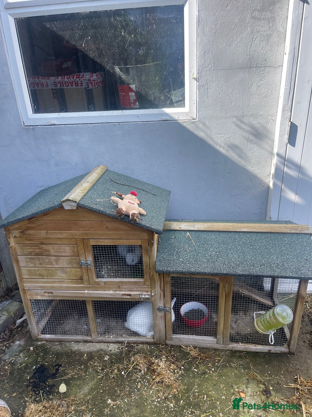 Netherland Dwarf rabbits for sale: netherland dwarf male and female with hutch  - Image 1