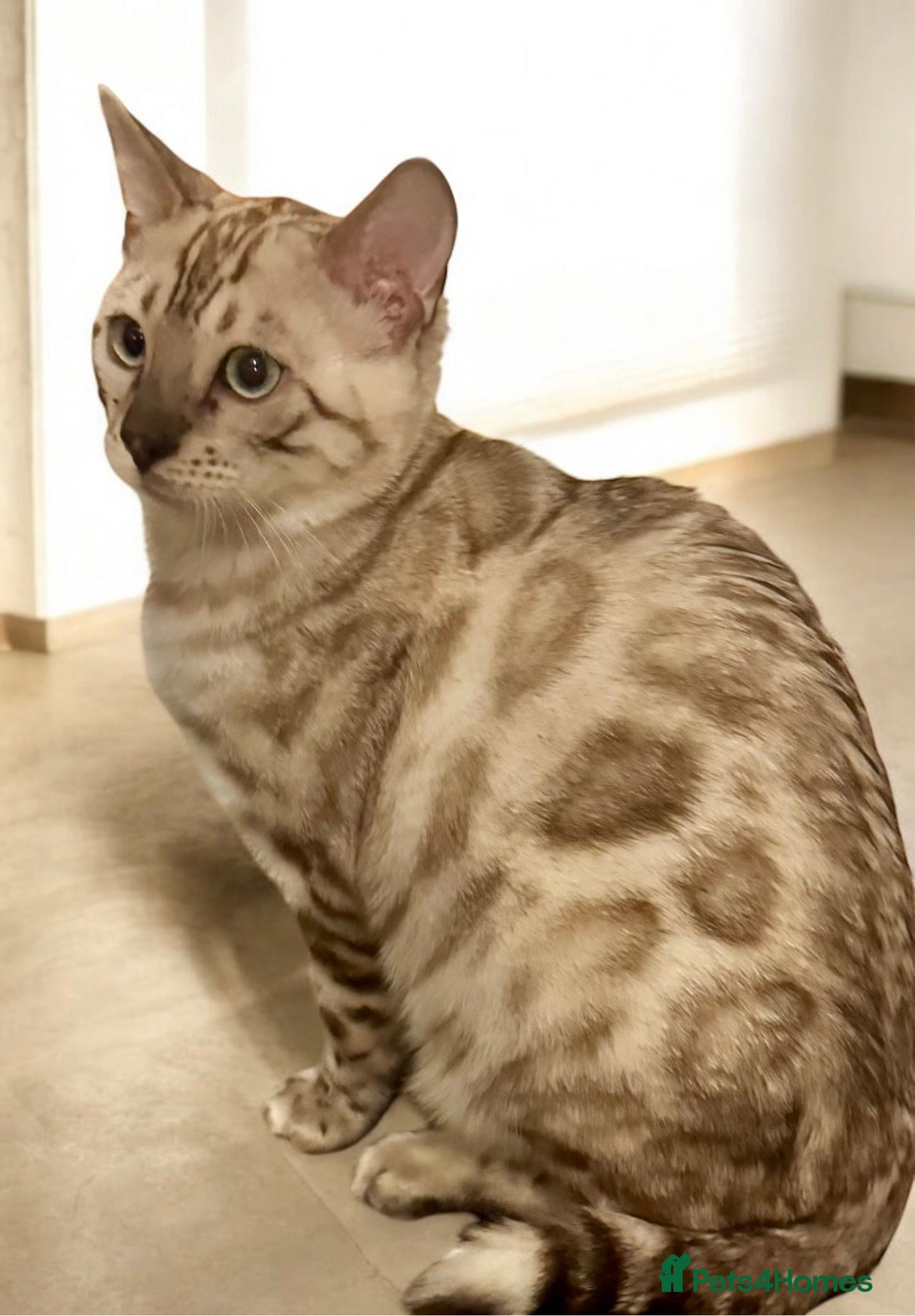 Bengal cats Tica registered beautiful kittens - Advert 7