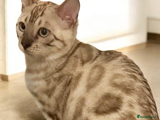 Bengal cats Tica registered beautiful kittens - Advert 7