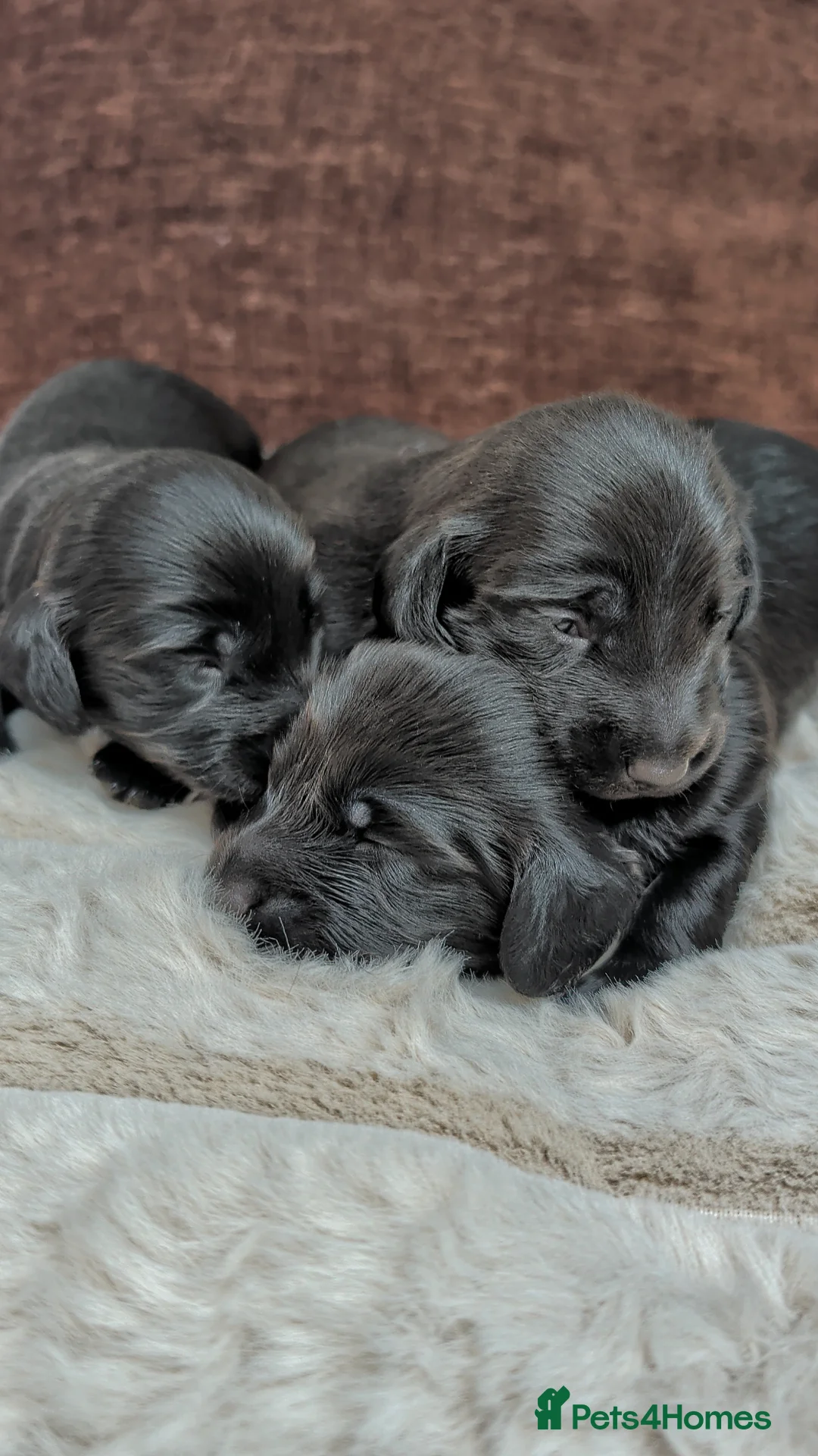 Miniature Dachshund dogs for sale: Solid black longhaired mini dachshunds  - Advert 13
