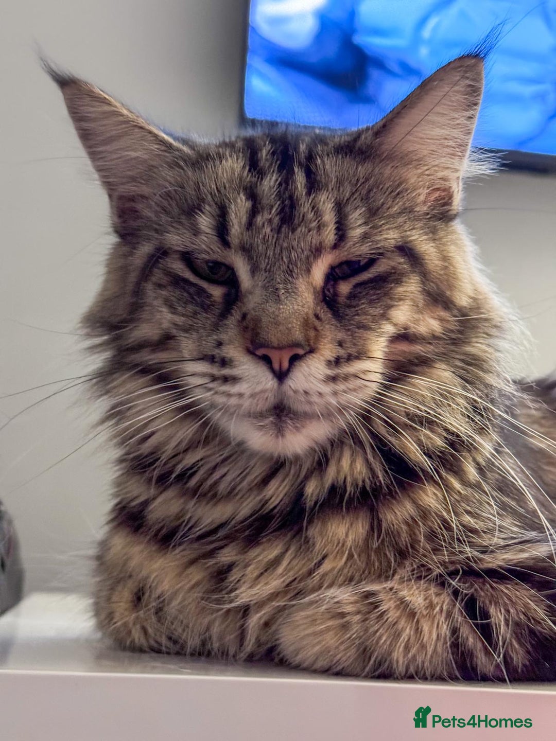 Maine Coon cats for sale: Adult mainecoon female 5 years old needs new home  - Image 9