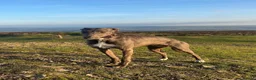 Lurcher dogs for sale: 3 beautiful male pups  in Taunton - Advert 8
