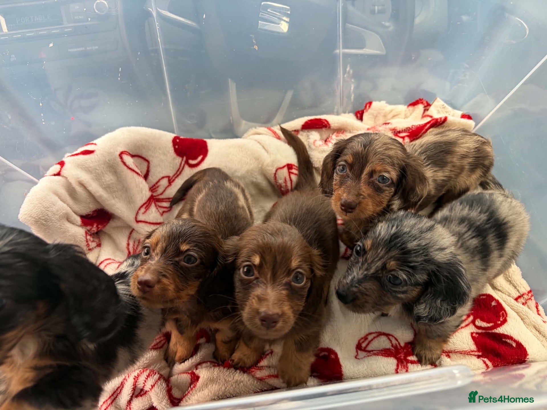 Miniature Dachshund dogs Fluffy miniature dachshund  - Advert 1