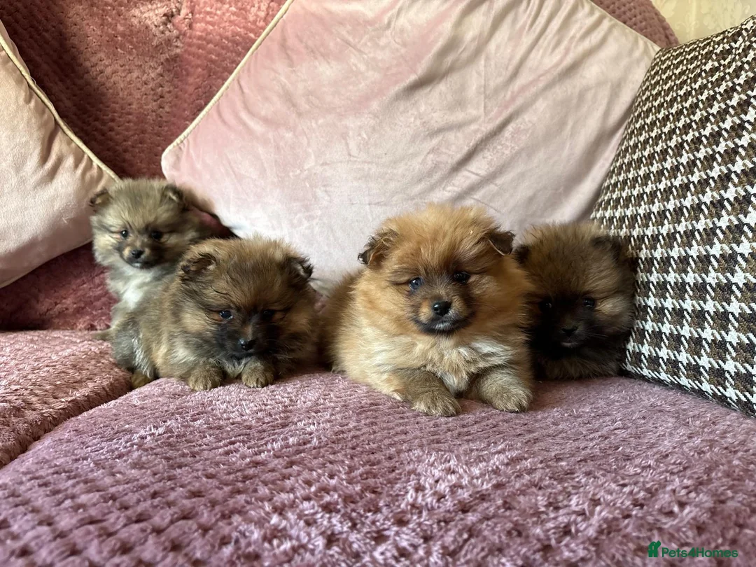 Pomeranian dogs for sale: READY TODAY TINY POM PUPPIES HEALTH CHECKED  - Advert 2