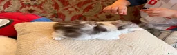 Siberian cats for sale: Hypoallergenic TICA pedigree Siberian kitten READY - Advert 7