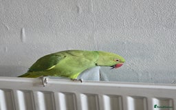 Ringnecks birds for sale: ​🦜 Active Ringneck Parrot For Sale - Advert 1