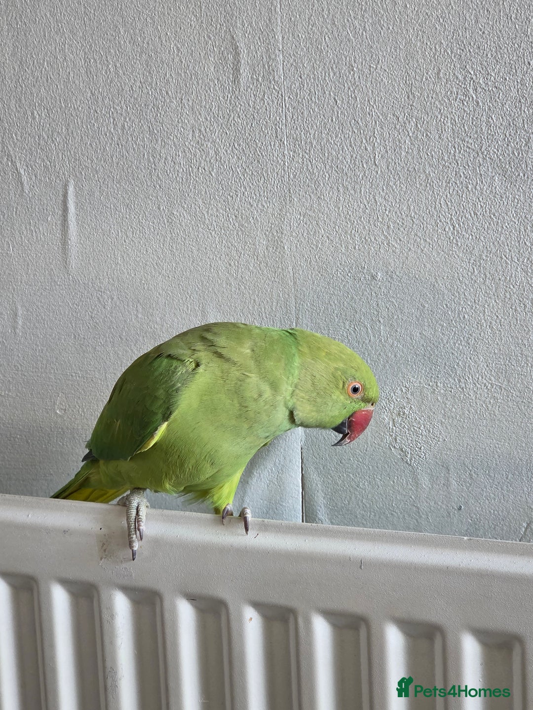 Ringnecks birds for sale: ​🦜 Active Ringneck Parrot For Sale - Advert 1