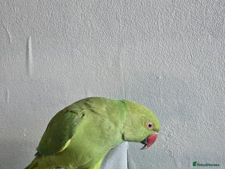 Ringnecks birds for sale: 🦜 Active Ringneck Parrot For Sale - Advert 1