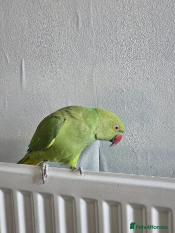 Ringnecks birds 🦜 Active Ringneck Parrot For Sale - Advert 1