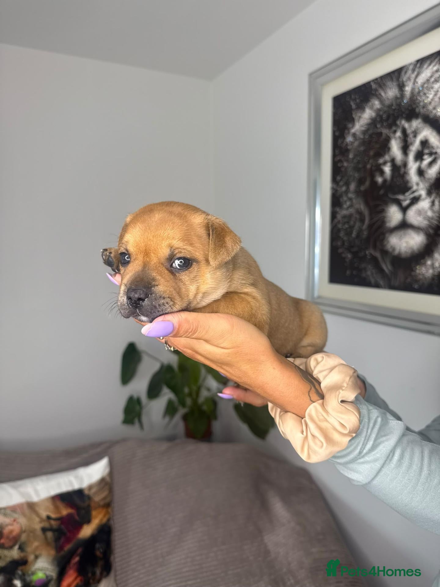 Staffordshire Bull Terrier dogs Red Staffordshire bull Terrier male  - Advert 2