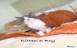 Mixed Breed cats for sale: Beautiful kittens 8 weeks old ready now  - Image 20