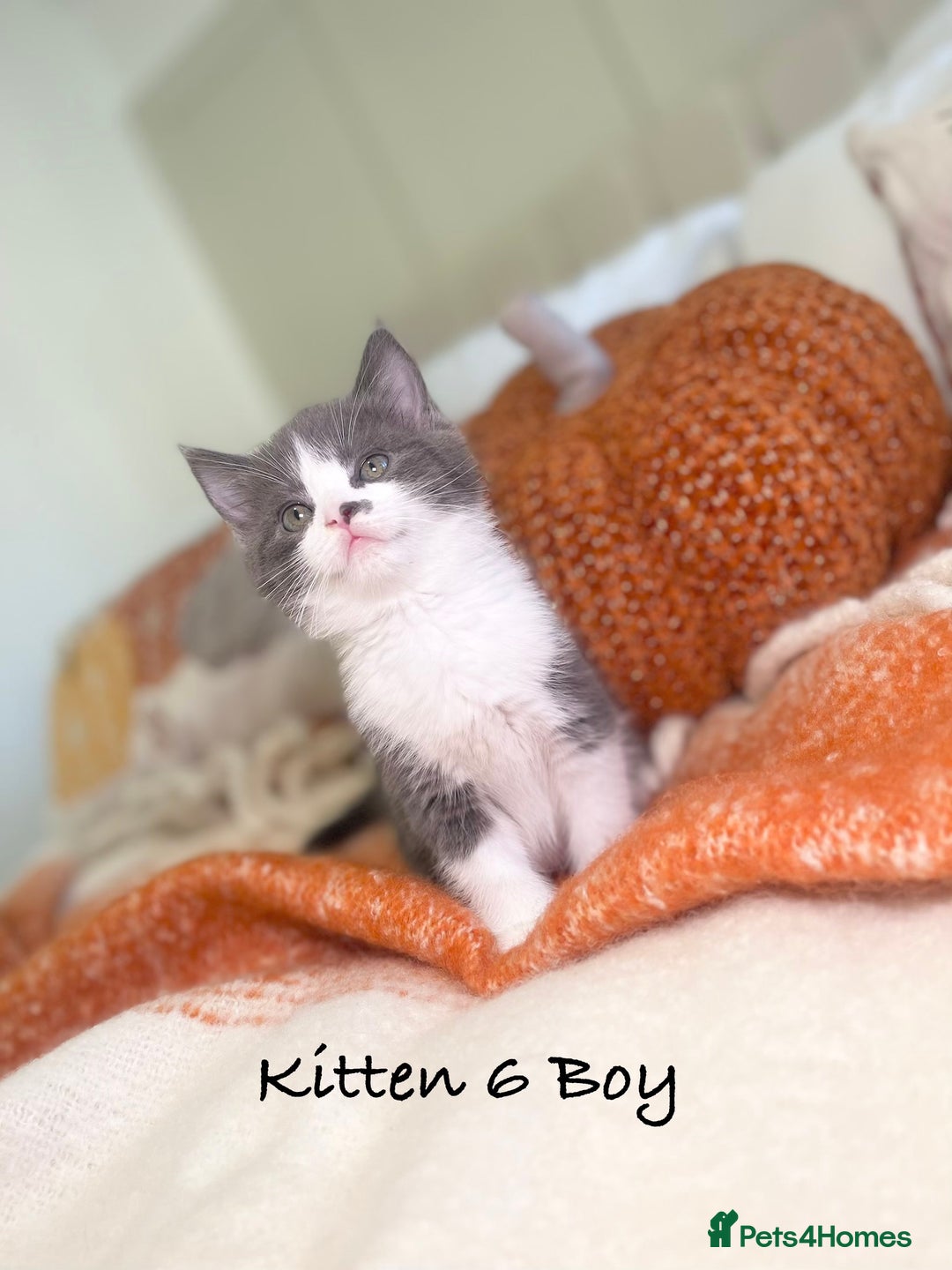 Mixed Breed cats for sale: Beautiful kittens 8 weeks old ready now  - Image 20