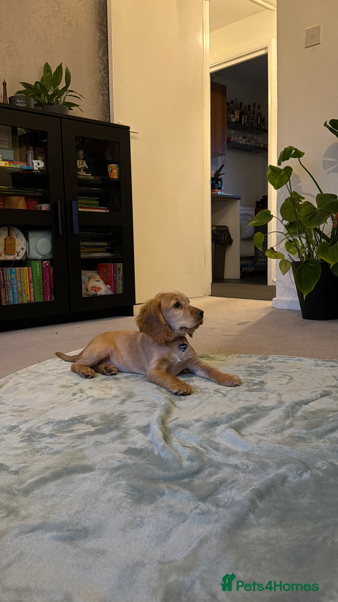 Cocker Spaniel dogs for sale: 14-Week Puppy Needs Loving Forever Home - Advert 5