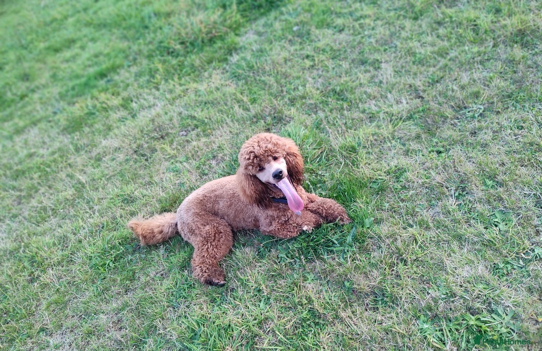 Cockapoo dogs for stud: Stunning proven KC reg Red Miniature Poodle in Cannock - Image 13