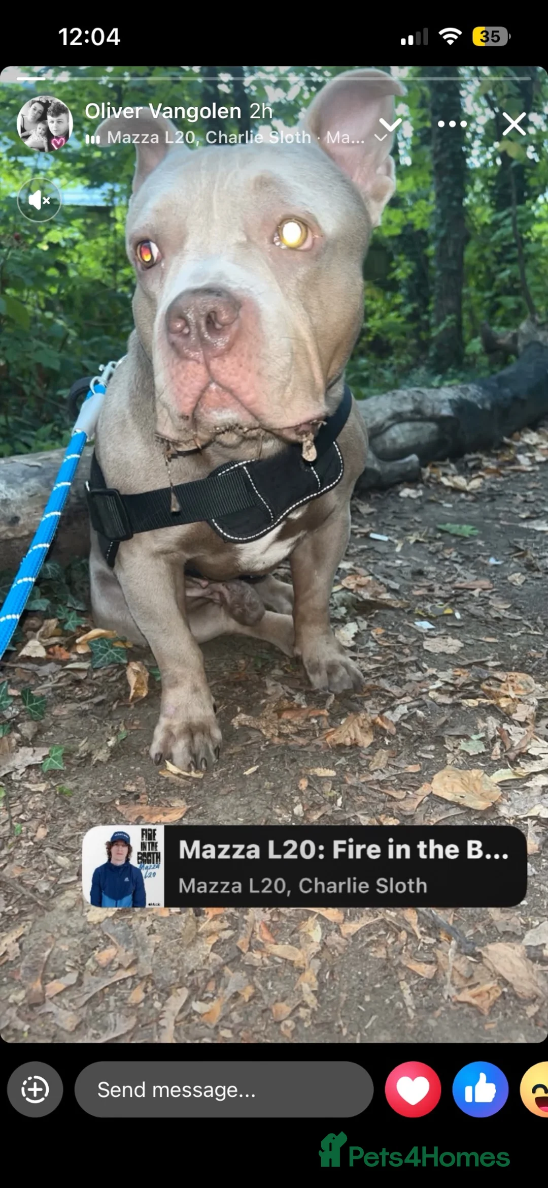 American Bully dogs for sale: Pocket bully  in Hemel Hempstead - Advert 2