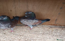 Pigeons birds for sale: Breeding pair modena pigeons   in Pontefract - Image 5