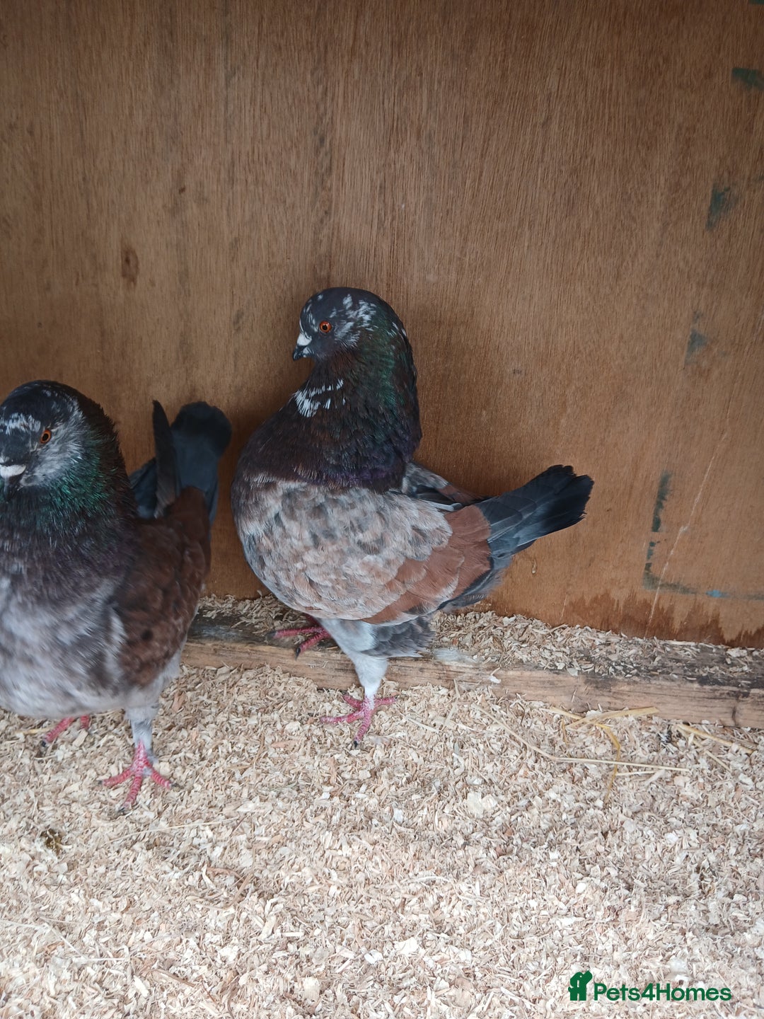 Pigeons birds for sale: Breeding pair modena pigeons   in Pontefract - Image 5