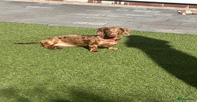 Miniature Dachshund dogs miniature Dachshund puppies KC  - Advert 3